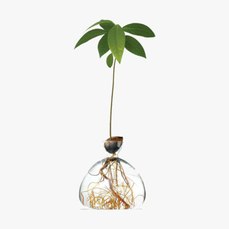 Zoom Avocado Vase